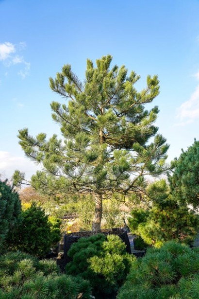Pinus sylvestris фото